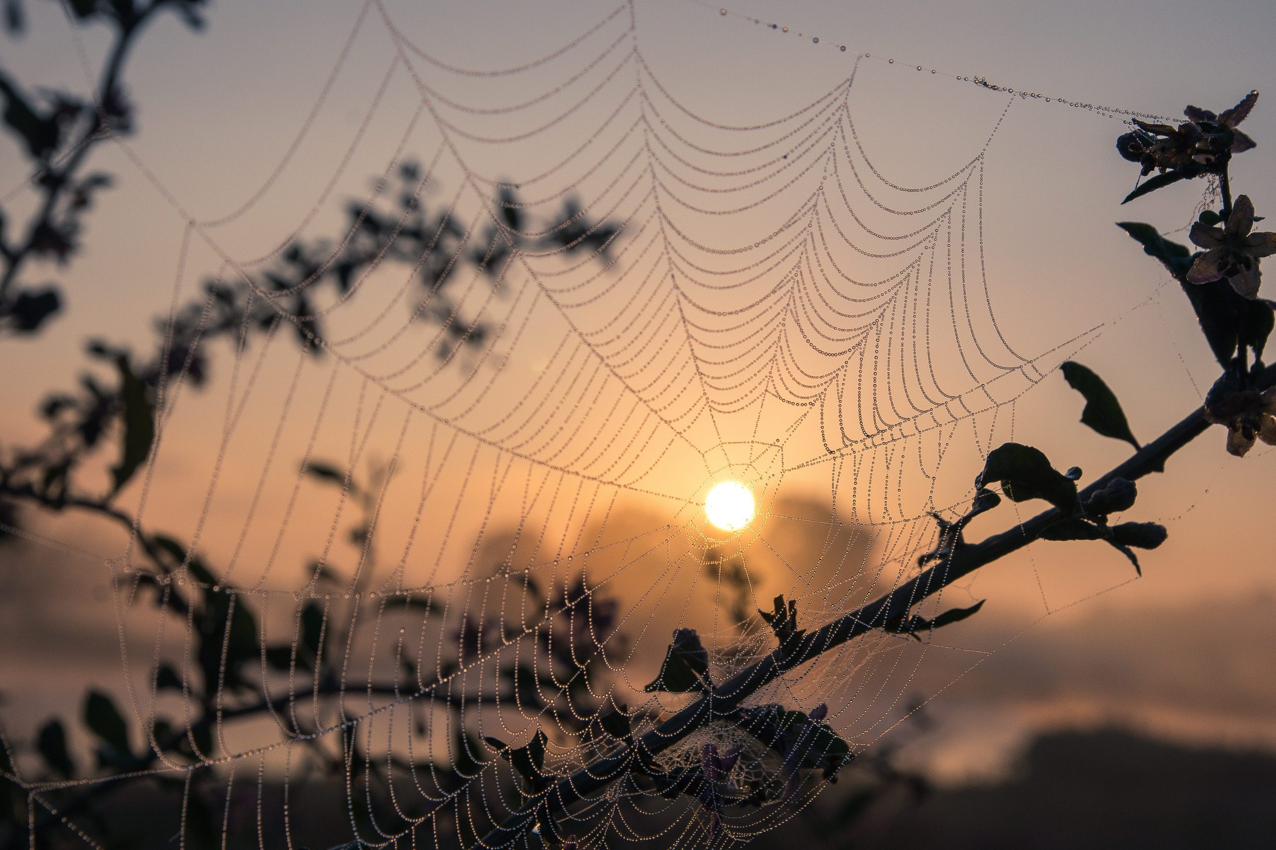Spiders Web – Phobia Spiders web with dew in the morning