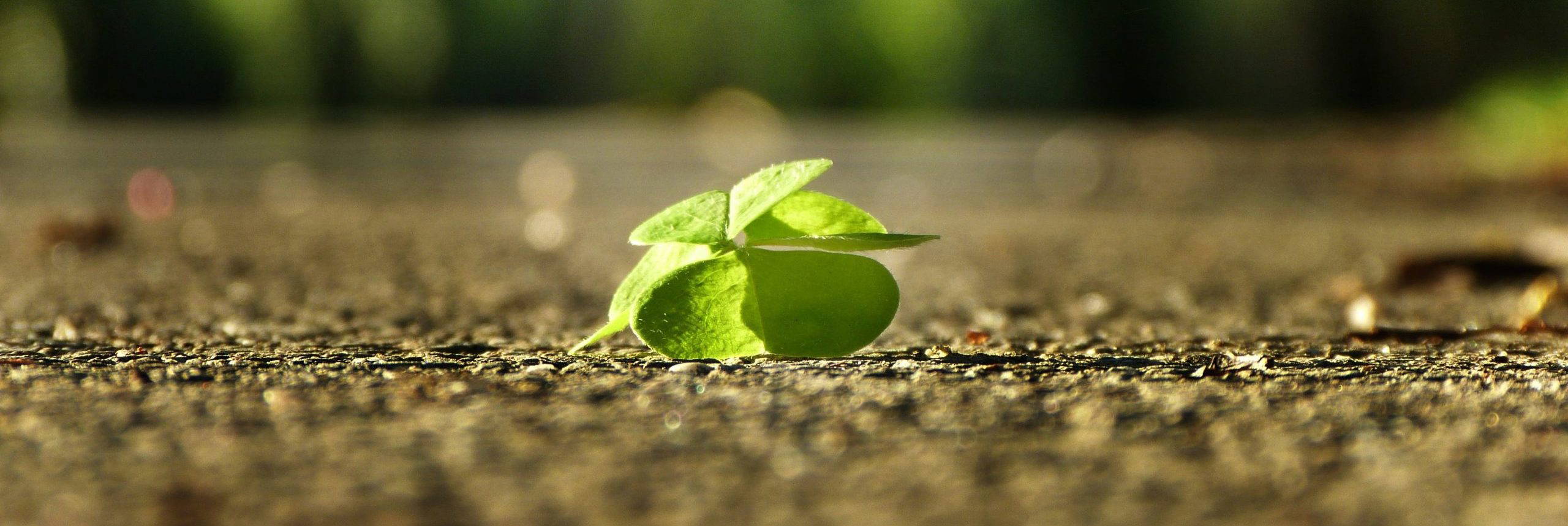 Self Develoment Growth Mindset